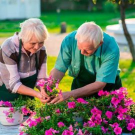a senior couple gardening