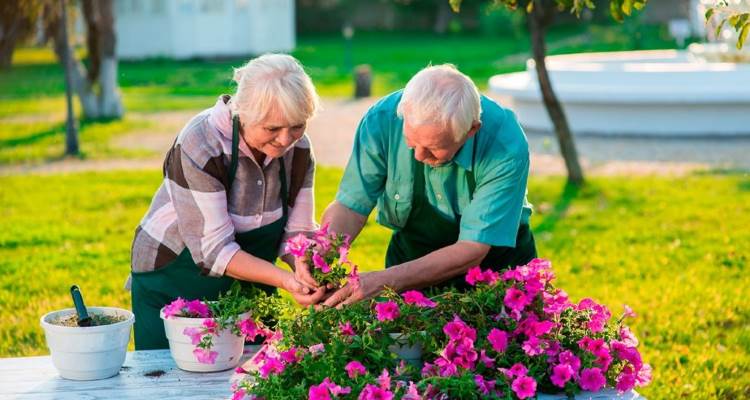 a senior couple gardening a senior couple gardening